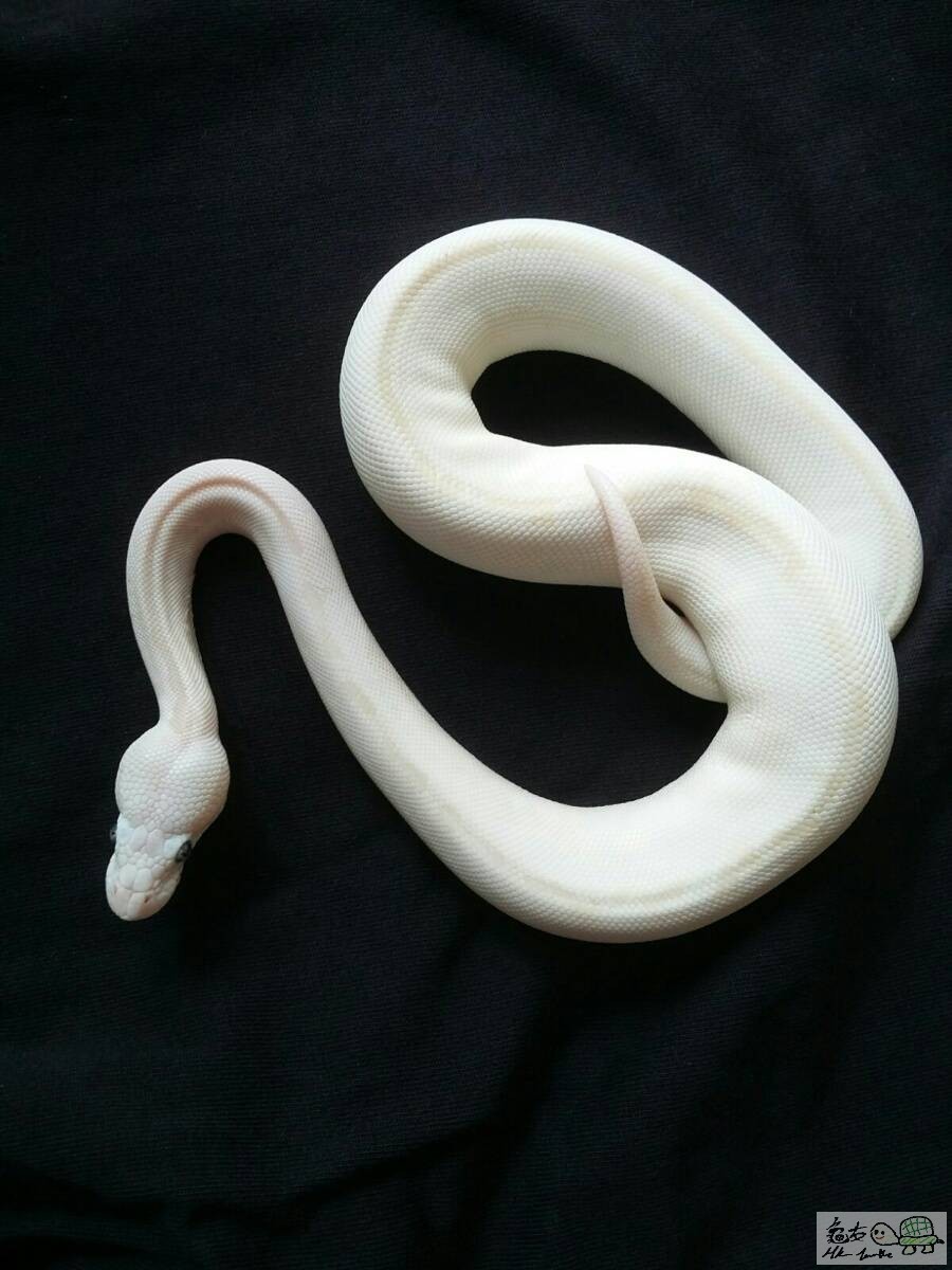 BLUE EYES LUCY female.jpg