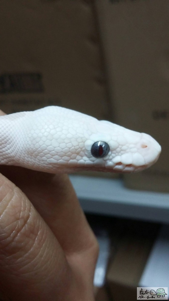 BLUE EYES LUCY female1.jpg