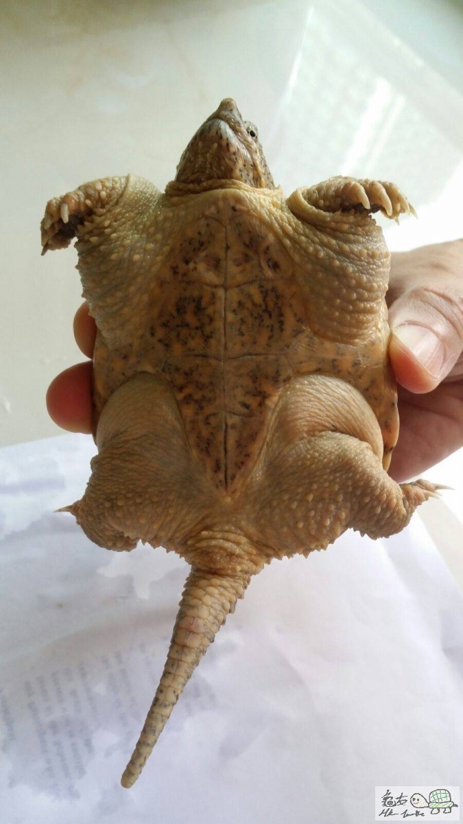 TURTLE4.jpg