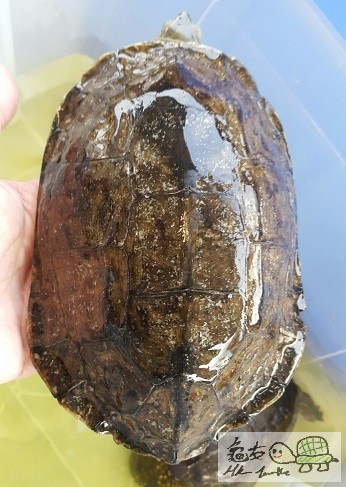 里海澤種公 (1).jpg