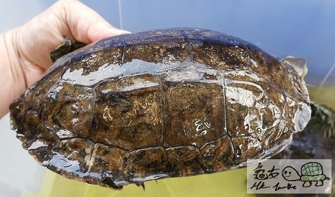 里海澤種公 (3).jpg