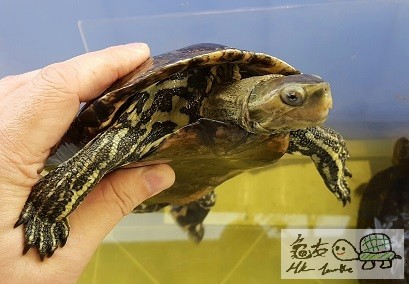 里海澤種公 (5).jpg