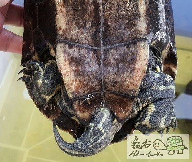 里海澤種公 (6).jpg