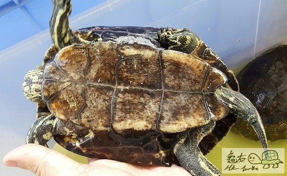 里海澤種公 (9).jpg