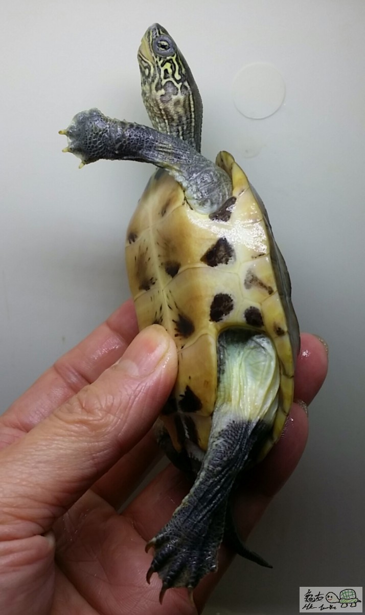 2017-03-27 17.15.35.jpg