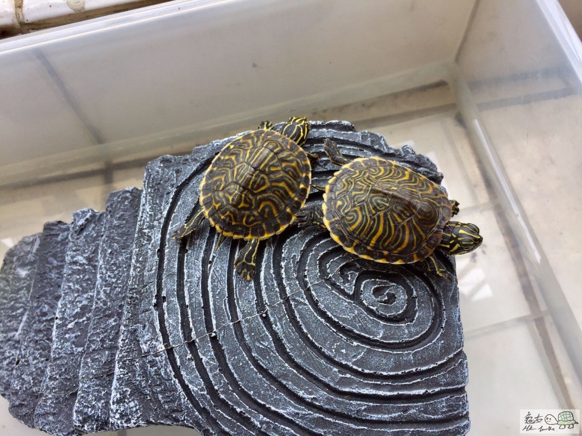 WhatsApp Image 2017-05-14 at 12.48.34 PM.jpeg