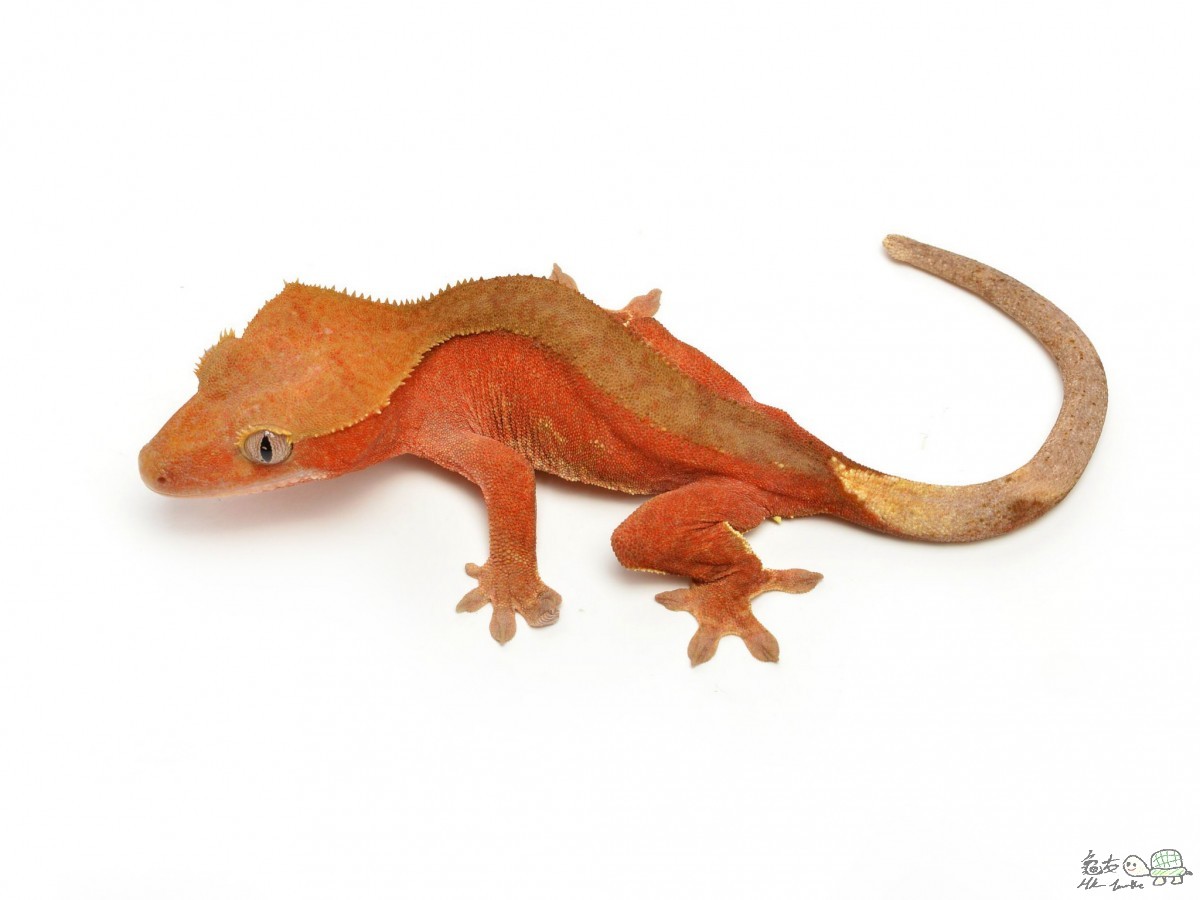 Red Bi-Color  Female.jpg