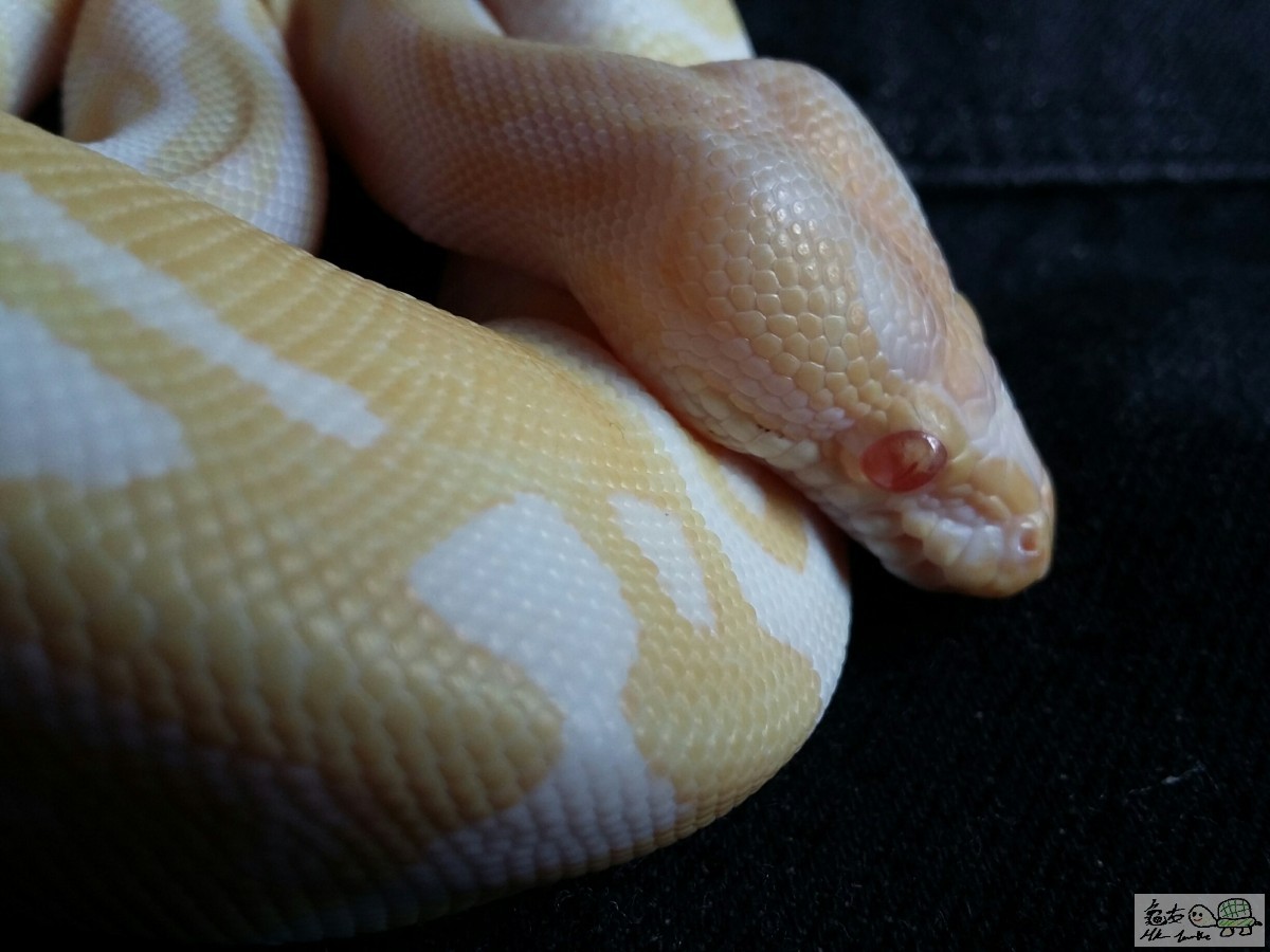 albino female2.jpg