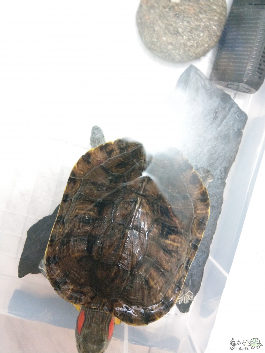 IMAG0832.jpg