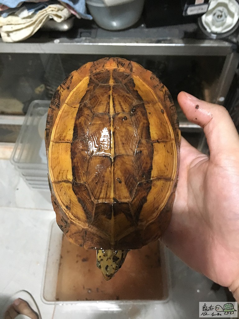 乸A