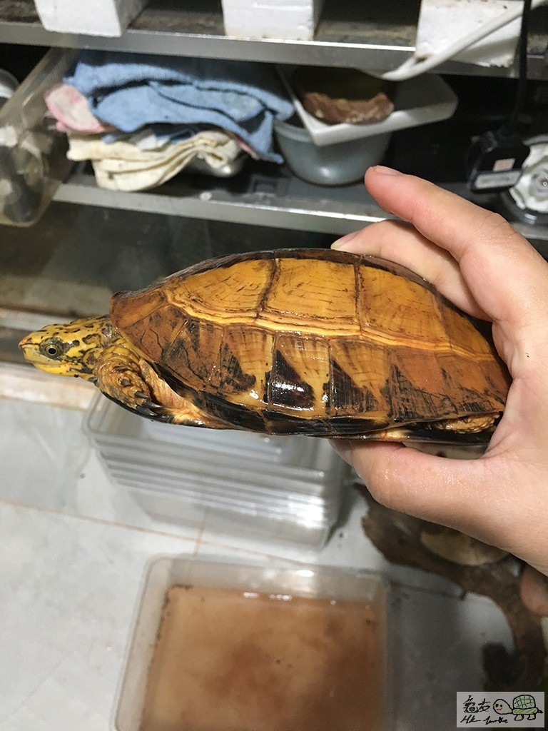 乸A