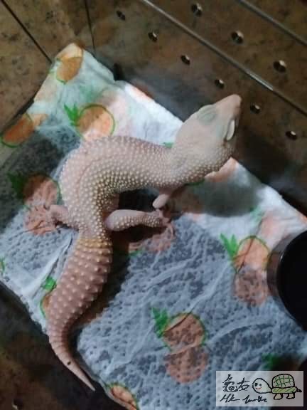 女丶年齡不詳丶Blazzing Blizzard eclipse 