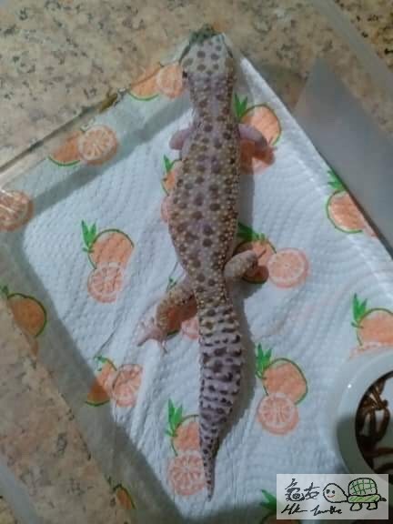 女丶年齡不詳丶白雪（？