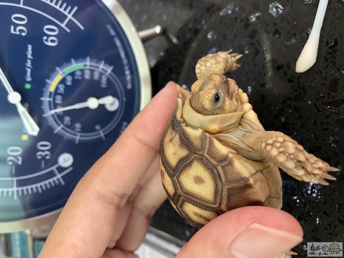 頸生瘡