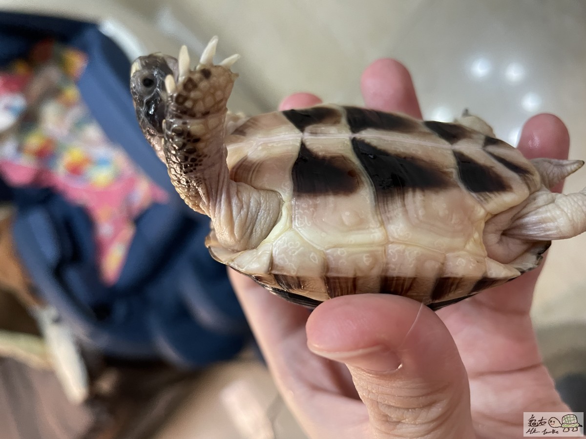 側邊都有